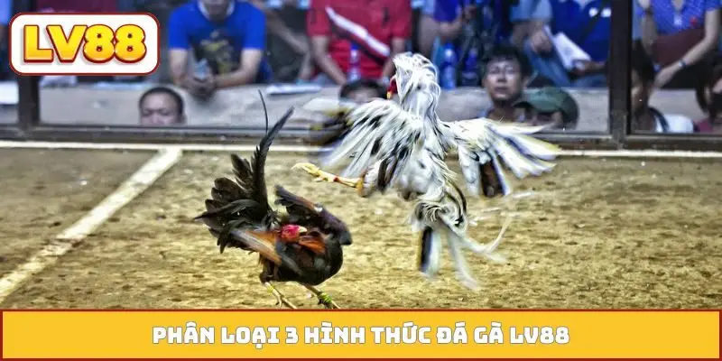 Phân loại 3 hình thức đá gà LV88
